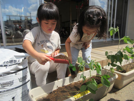 大豆の土寄せ 「そーっとかけて」