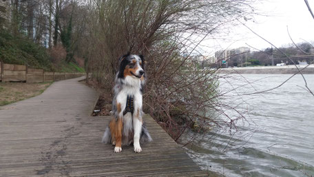 Chien île de la jatte, promener son chien à Levallois Perret ou Paris. Parc à chien.