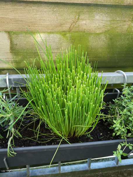 satt grüner Schnittlauch in einem Blumenkasten der auf dem Balkongeländer hängt