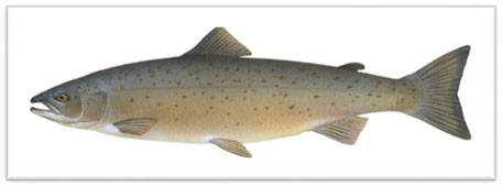 Atlantic Salmon (Salmo salar)