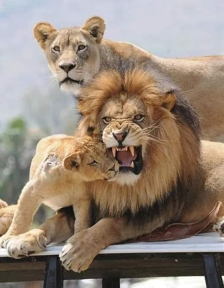 Löwenfamilie mit Junges, der Löwe fletscht die Zähne