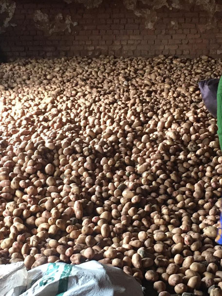 Unser Bewässerungsprojekt in Imiliwaha ist ein Riesenerfolg. Kartoffel ohne Ende die sehr begehrt sind. 