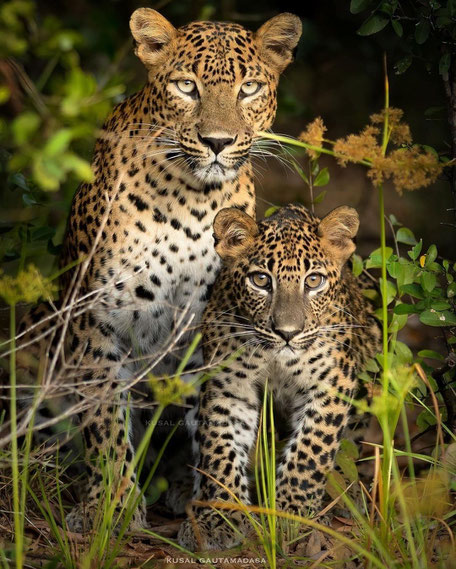 Leoparden die im Gras sitzen