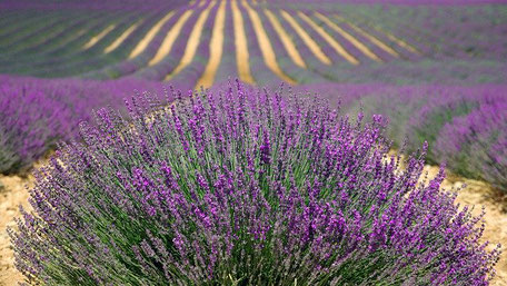 Lavendel entspannt und entkrampft