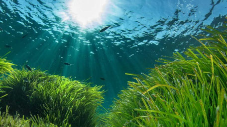 Imagen 11. Pradera de Posidonia oceanica. Fuente: Parque Natural Cabo de Gata.