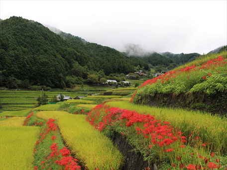 彼岸花開花情報 一般社団法人 飛鳥観光協会 奈良県明日香村の観光 宿泊情報