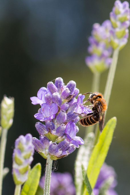 schwebfliege-hosenbiene-an-lavendel-hochkant-II