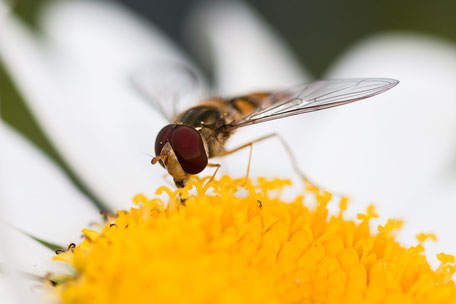 schwebfliege-nimmt-nektar-auf