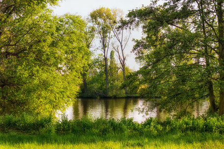 natur-am-main-fluss-fruehling