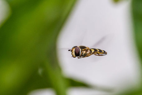 schwebefliege-im-flug-in-flight-makro