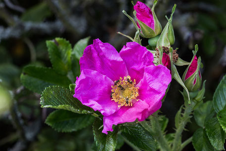 hagebutte-heckenrose-bluete-insekten-macro