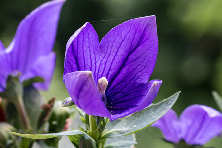 ballonblume-chinesische-glockenblume-lila