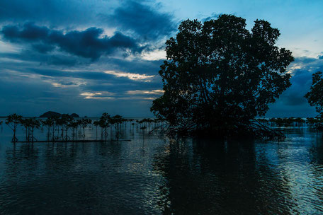 mangroven-in-wok-tum-koh-phangan