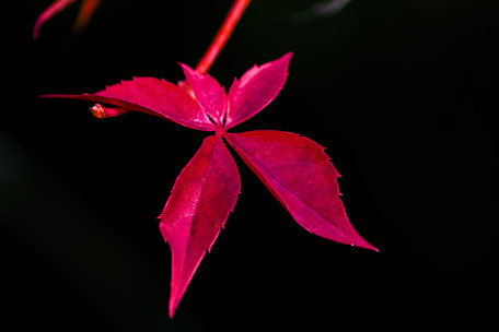 rotes-herbstblatt