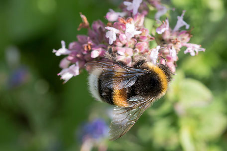 hummel-an-bluete