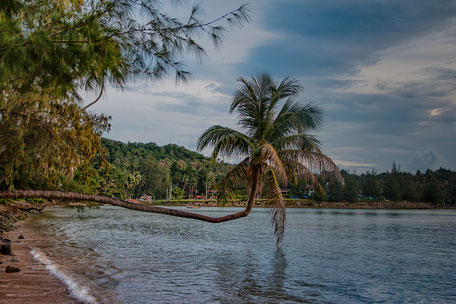 palme-im-meer-koh-phangan