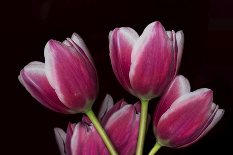 tulpen-strauss-weiss-rosa-macro-auf schwarzem-hintergrund