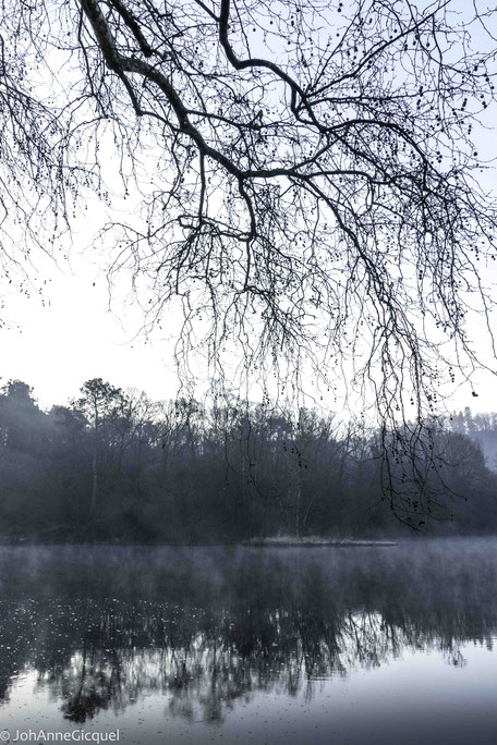 johanne gicquel artiste auteure nature bretagne photo bleu brume arbre eau