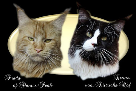 Maine Coon Zucht Verpaarung