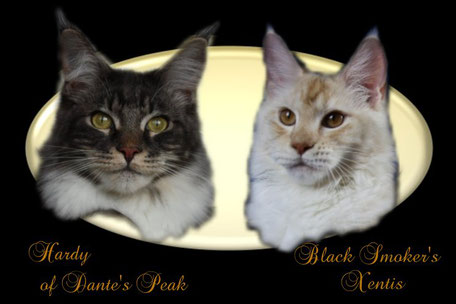 Maine Coon Verpaarung L-Wurf of Dantes Peak