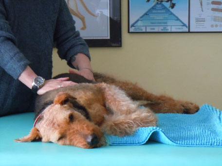 Hunde-Wohl - Angebot manuelle Physiotherapie