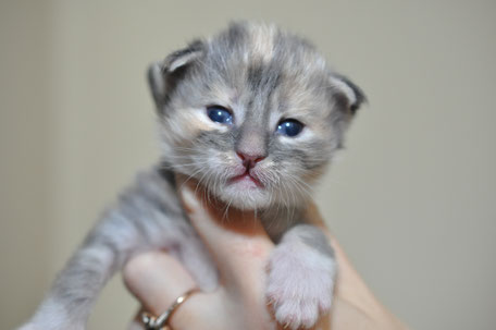 blue silver torbie maine coon kiiten for sale in US