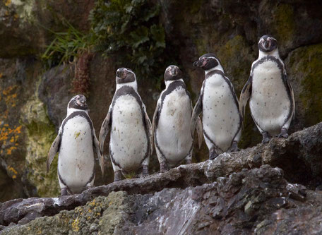 Salida en bote a Puñihuil, colonia de pingüinos y de leones de mar