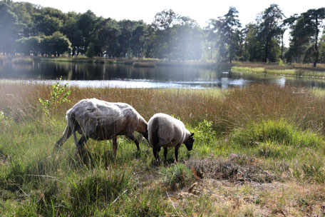 Groepsaccommodatie vlakbij het Dwingelderveld