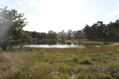 Wandelen camping Dwingelderveld ven Drenthe