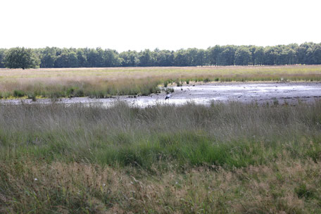 natuur SVR camping