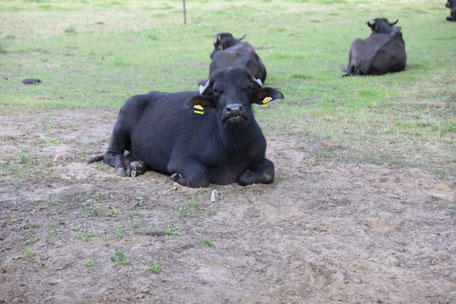Boerderij SVR camping