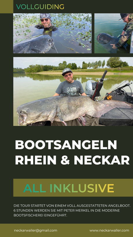 Pelagisches Bootsangeln auf Wels mit Peter Merkel in Deutschland, am Rhein und Neckar