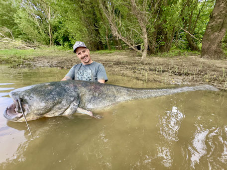 Mit Welsboilies von Catbaits erfolgreich auf Wels Angeln  Das Sommerwetter zeigte sich in diesem Jahr sehr wechselhaft und somit sind momentan die wilden Welse recht launisch. 