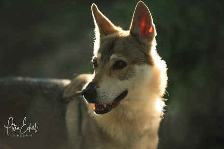 Aktuelle Shootings Hundeshooting Pferdeshooting Tiershooting München Bayern Oberbayern