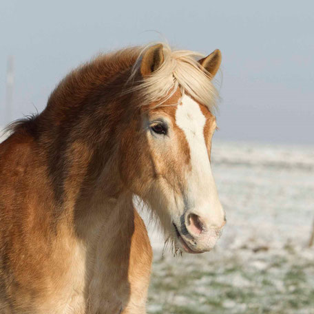 Haflinger Nemo bei Natürlich zu Pferd