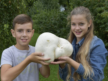 Pilzverein Rehna - Schüler finden Riesen-Pilze - in Mecklenburg-Vorpommern - Bilder auf Ostseepilze