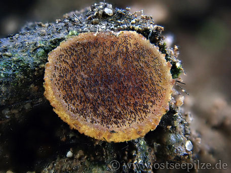 Ascobolus carbonarius - Pilz auf Feuer - KW 28 - 2022 - Pilzverein Rehna - Pilz der Woche - bei Ostseepilze aus Mecklenburg-Vorpommern - essbare Verpeln