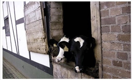 MILCH VOM BAUERNHOF IN DER FLEISCHEREI ECKART