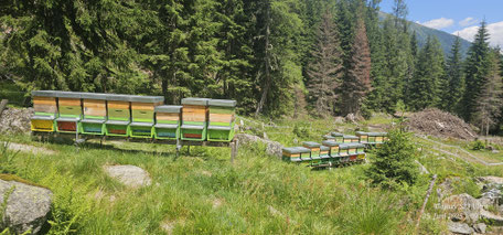 Carnica-Königinnen Belegstelle Teuchl im Bezirk Spittal/Drau