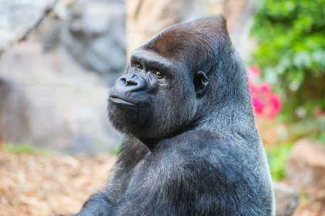 Gorilla