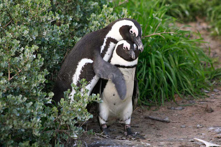 Pinguine am Kap von Südafrika