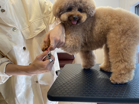 DOGSALONSEALY ドッグサロンシーリー 表参道 南青山 外苑前 トリミングサロン 射手今日子 プードル トリマー