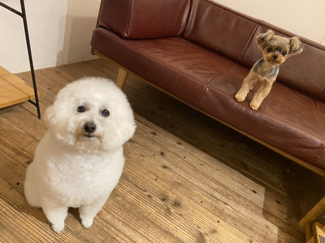 DOGSALONSEALY ドッグサロンシーリー 表参道 南青山 外苑前 トリミングサロン 射手今日子 プードル トリマー