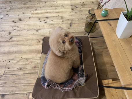 DOGSALONSEALY ドッグサロンシーリー 表参道 南青山 外苑前 トリミングサロン 射手今日子 プードル トリマー