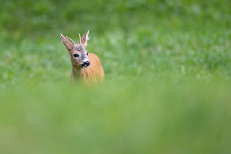 Jahrlingsbock im Sommer