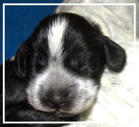 Camada " O " Chocoblue - Cachorro Cocker Spaniel Inglés