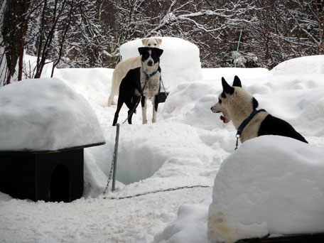 Helags Husky : Wann geht es los