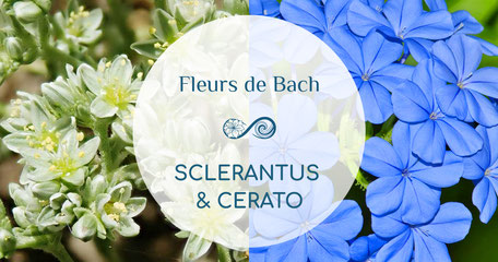 Annie Attal | Fleurs de Bach - Cerato & Sclérantus