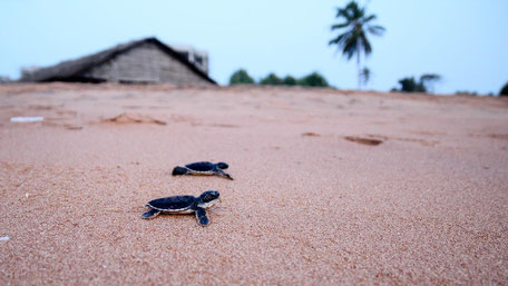 Wie auf Sri Lanka Meeresschildkröten geschützt werden