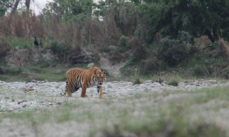 Tigerbegegnung in Nepal